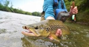 brown trout fly fishing 630x339